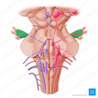 Ganglio del trigémino (Ganglion trigeminale); Imagen: Paul Kim