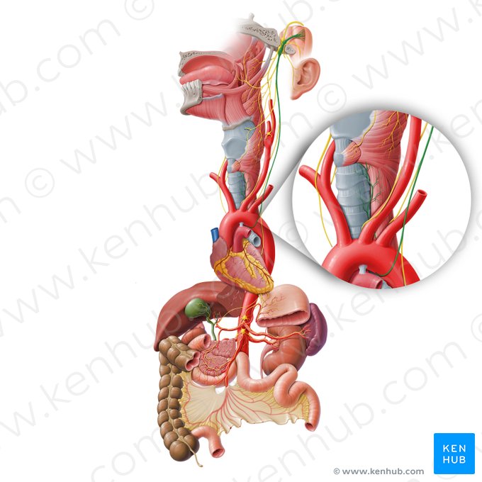 Nervus laryngeus recurrens sinister (Linker rückläufiger Kehlkopfnerv); Bild: Paul Kim