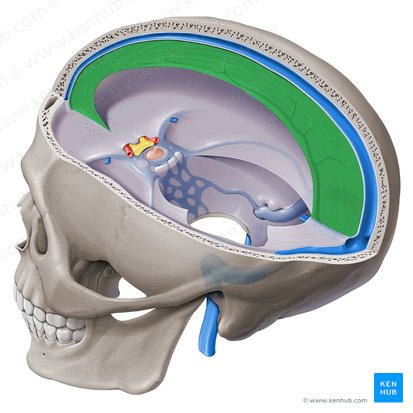 Cerebral falx (Falx cerebri); Image: Paul Kim
