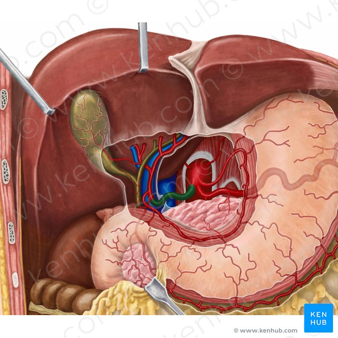 Artéria hepática comum (Arteria hepatica communis); Imagem: Irina Münstermann