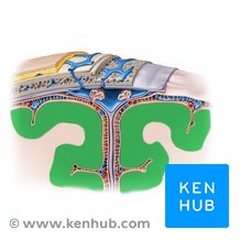 Schichten der Großhirnrinde