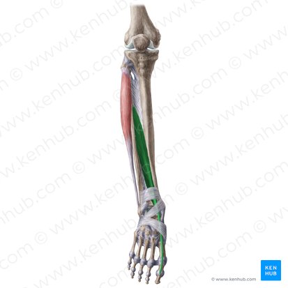 Músculo extensor longo do hálux (Musculus extensor hallucis longus); Imagem: Liene Znotina