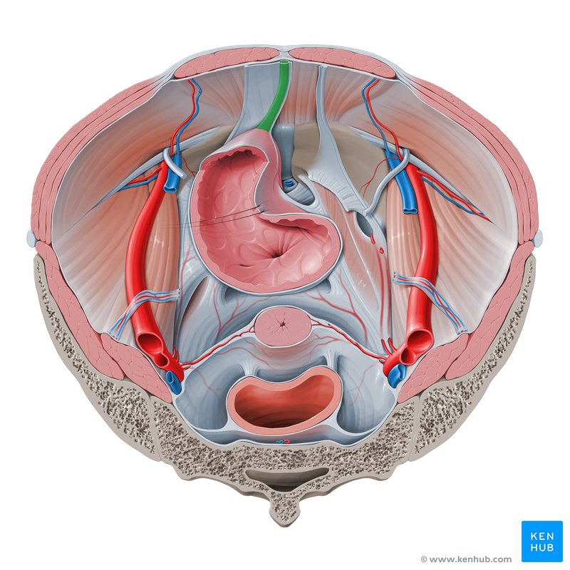 Median umbilical ligament (Ligamentum umbilicalis medianum)