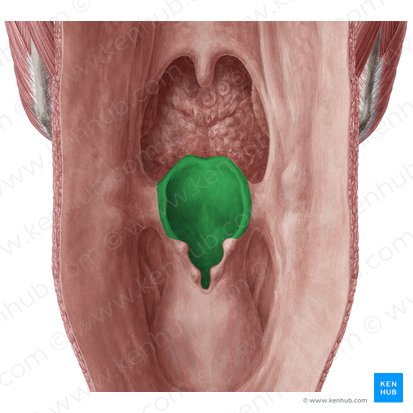 Epiglottis (Kehldeckel); Bild: Yousun Koh