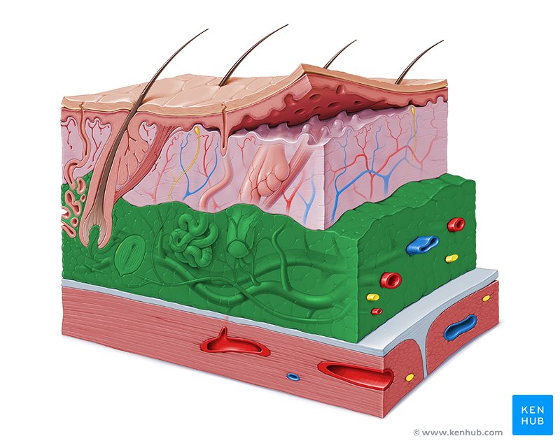 Fascia: anatomy, structure and function. Biology Diagrams
