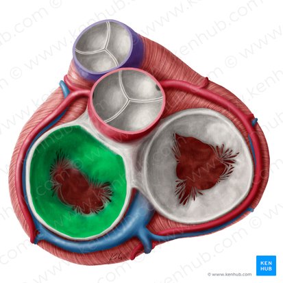 Left atrioventricular valve (Valva atrioventricularis sinistra); Image: Yousun Koh