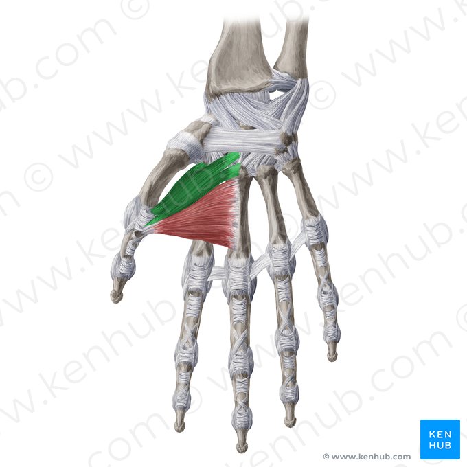 Cabeça oblíqua do músculo adutor do polegar (Caput obliquum musculi adductoris pollicis); Imagem: Yousun Koh