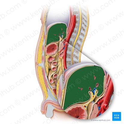 Liver (Hepar); Image: Paul Kim