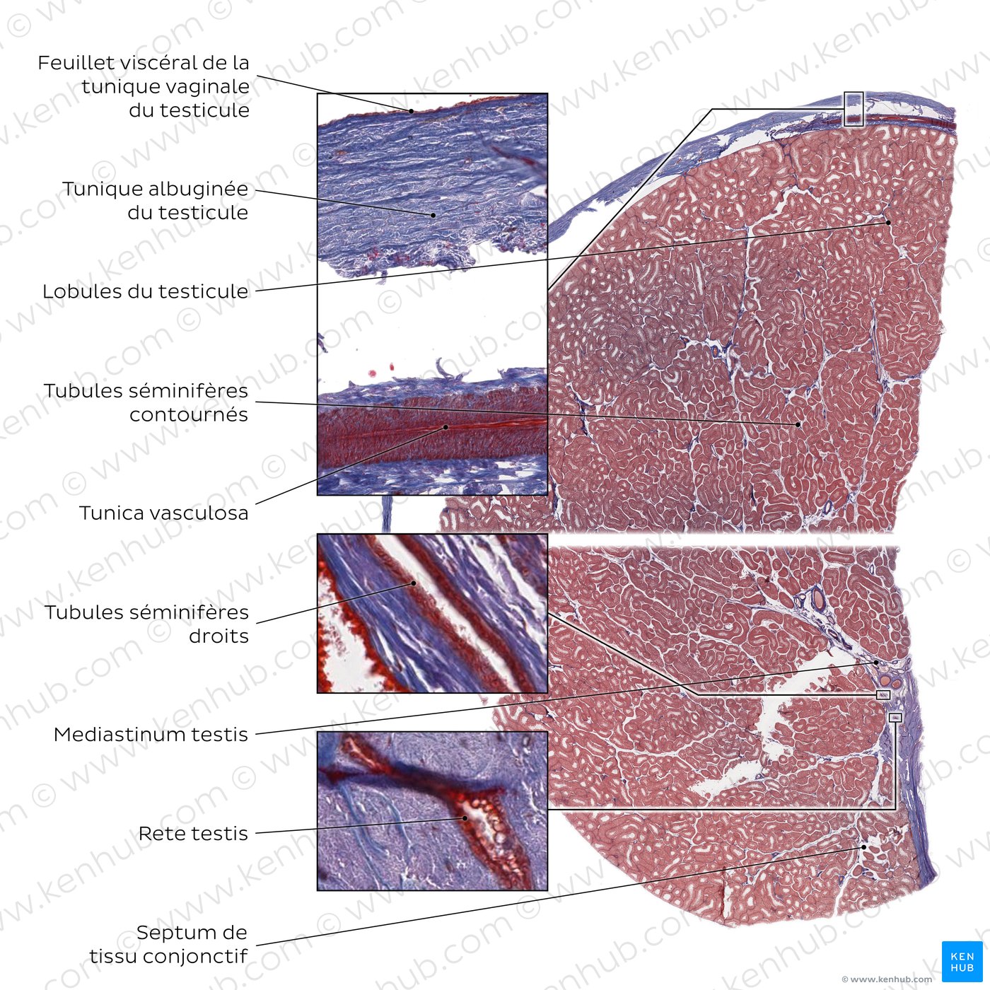 Histologie du testicule