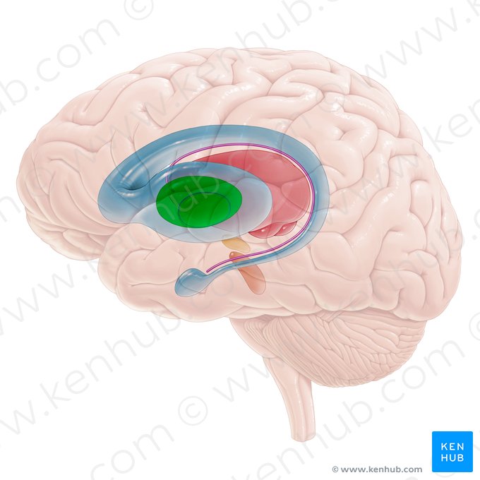 Globus pallidus; Image: Paul Kim