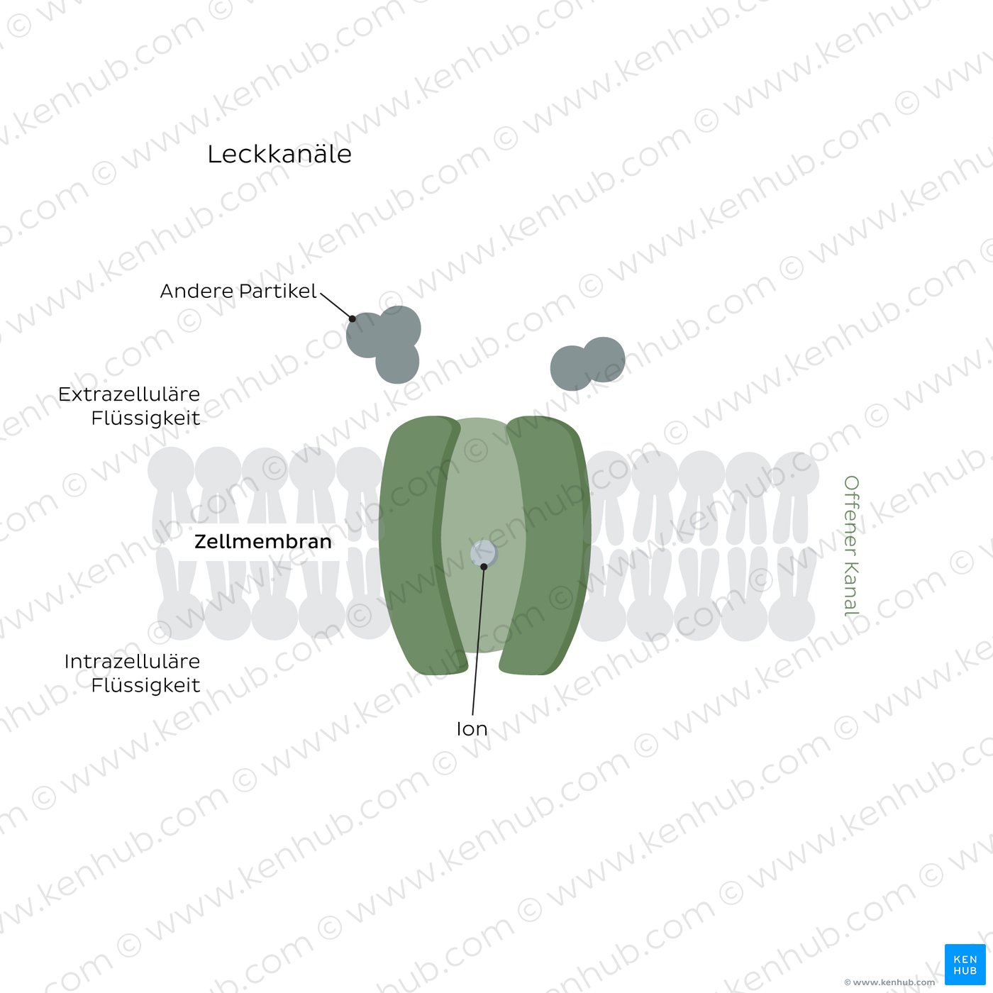 Leakage ion channels