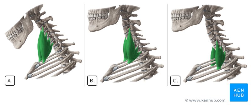 Scalene muscles - lateral view