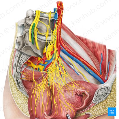 Ramos anteriores de los nervios lumbares (Rami anteriores nervorum lumbalium); Imagen: Irina Münstermann