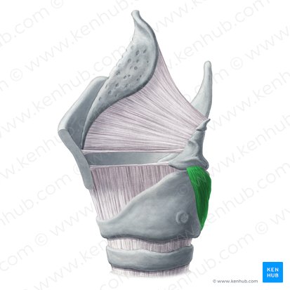 Músculo cricoaritenoideo posterior (Musculus cricoarytenoideus posterior); Imagen: Yousun Koh