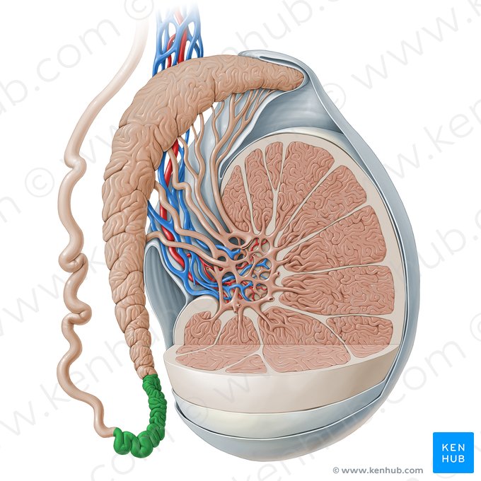 Tail of epididymis (Cauda epididymidis); Image: Paul Kim