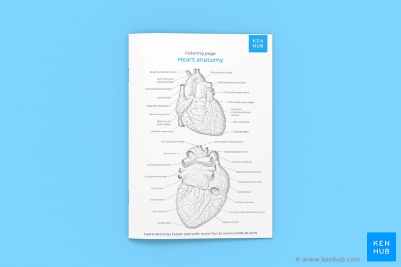 Learn anatomy more enjoyably with our free coloring pages available to download below. 