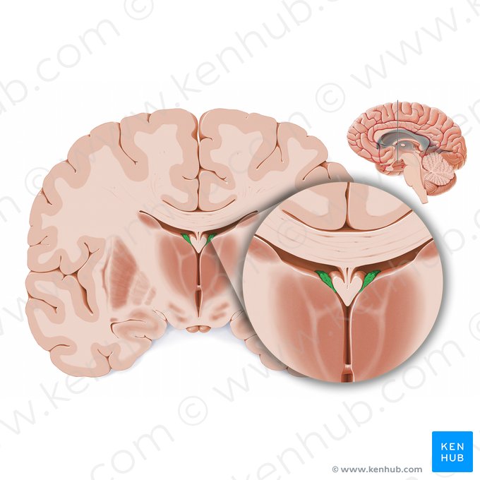 Plexo corióideo do ventrículo lateral (Plexus choroideus ventriculi lateralis); Imagem: Paul Kim