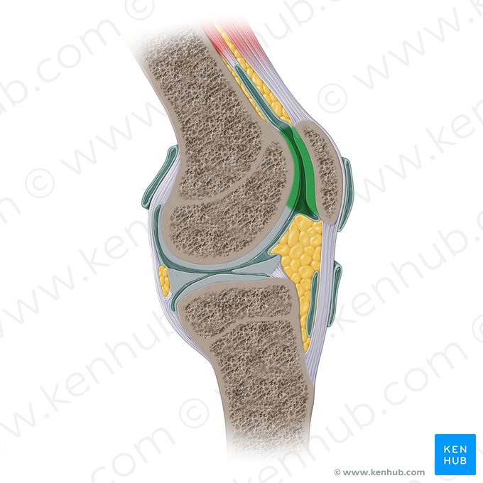 Articulación patelofemoral (Articulatio patellofemoralis); Imagen: Paul Kim