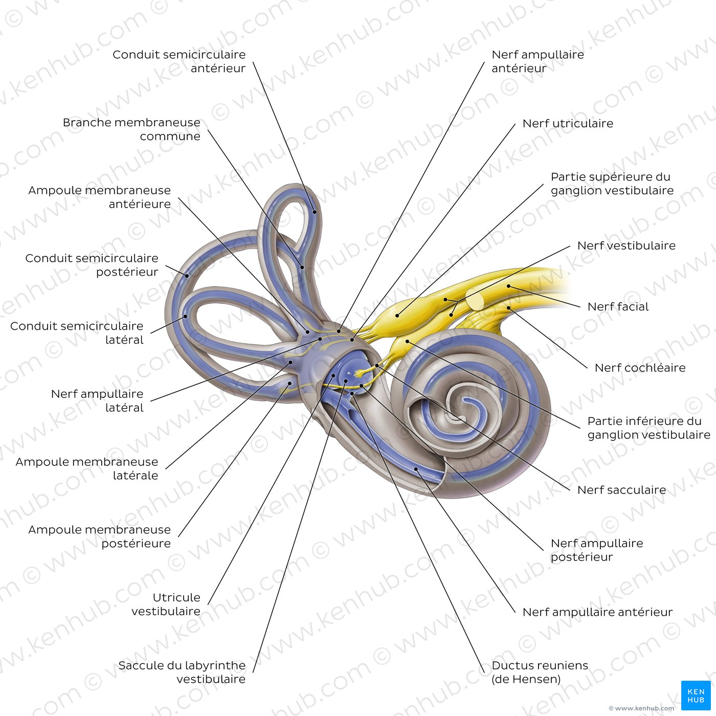 Oreille Interne Anatomie Kenhub