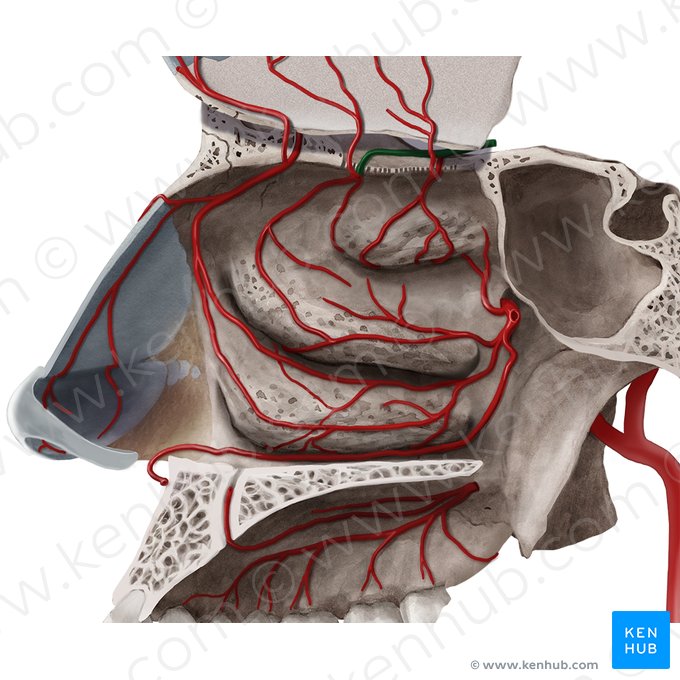 Artéria etmoidal posterior (Arteria ethmoidalis posterior); Imagem: Begoña Rodriguez