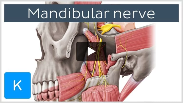 Infratemporal Fossa Branches of Mandibular Nerve (CN V3) Diagram