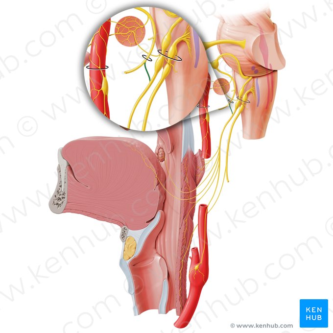 Communicating branch of facial nerve with glossopharyngeal nerve (Ramus communicans glossopharyngeus nervi facialis); Image: Paul Kim