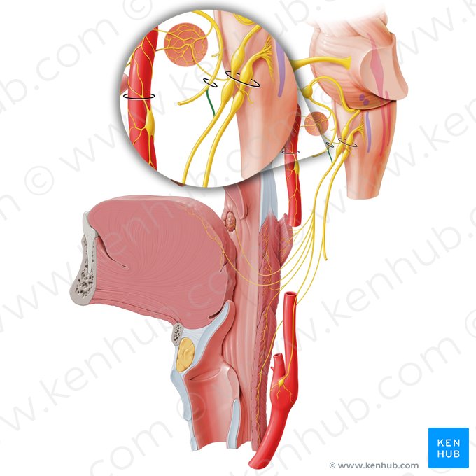 Ramo comunicante do nervo facial com o nervo glossofaríngeo (Ramus communicans glossopharyngeus nervi facialis); Imagem: Paul Kim