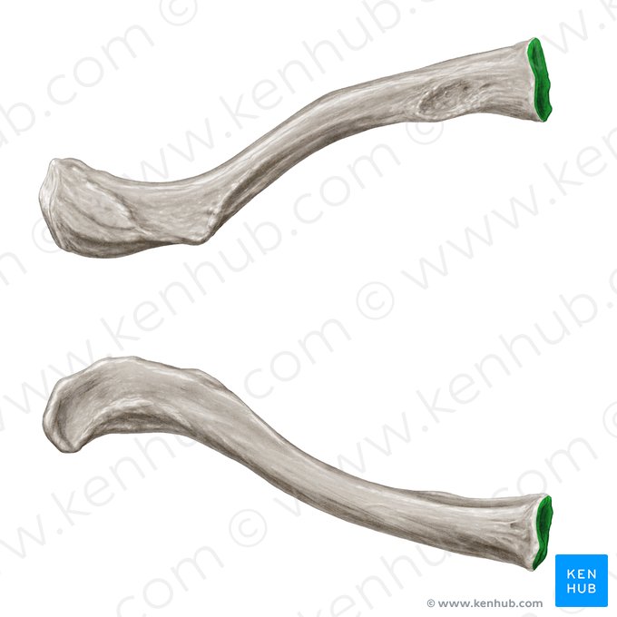 Face articular esternal da clavícula (Facies articularis sternalis claviculae); Imagem: Samantha Zimmerman