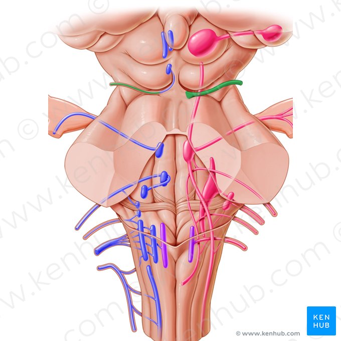 Trochlear nerve (Nervus trochlearis); Image: Paul Kim