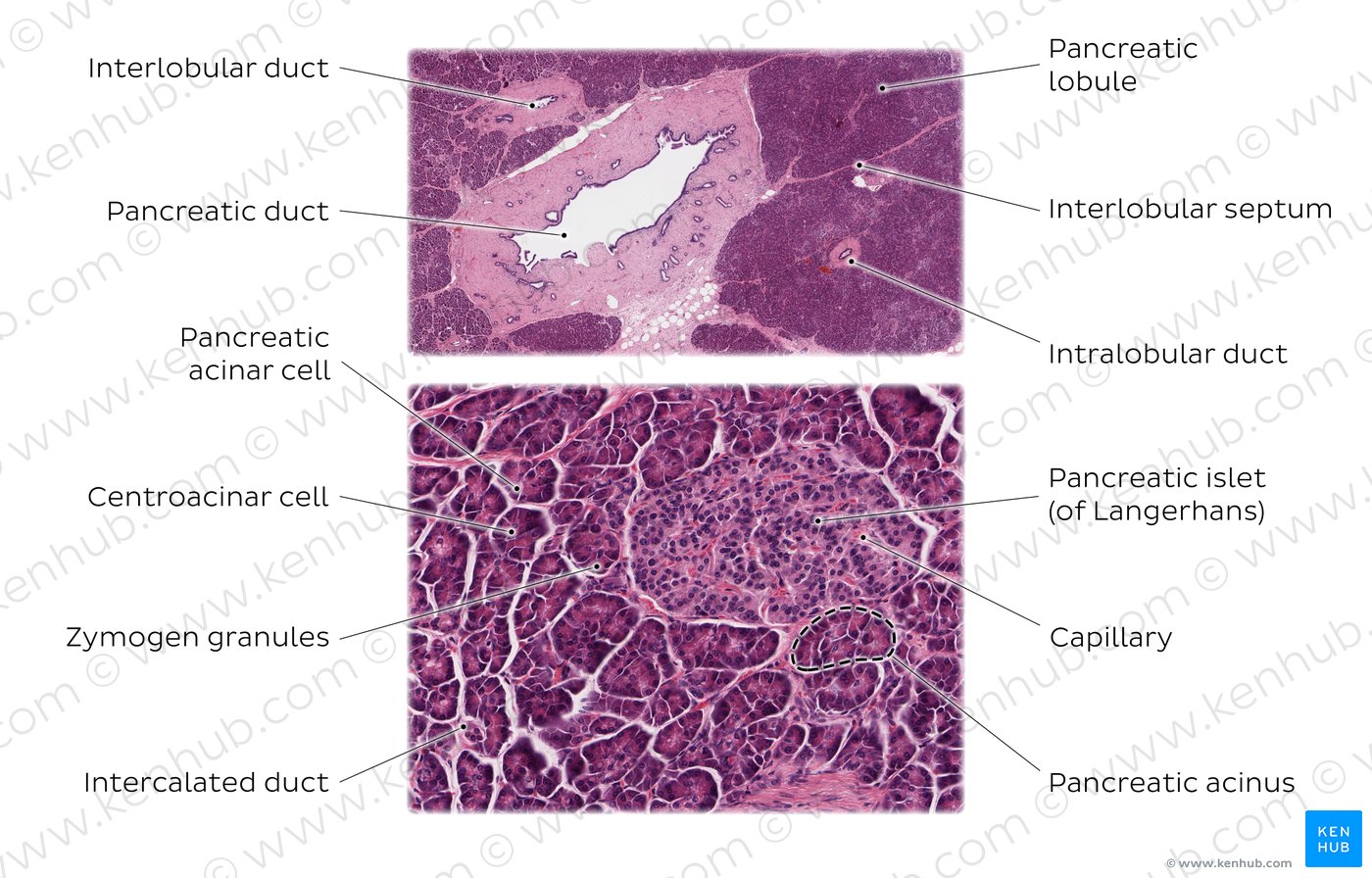 Pancreas histology: Exocrine & endocrine parts, function | Kenhub