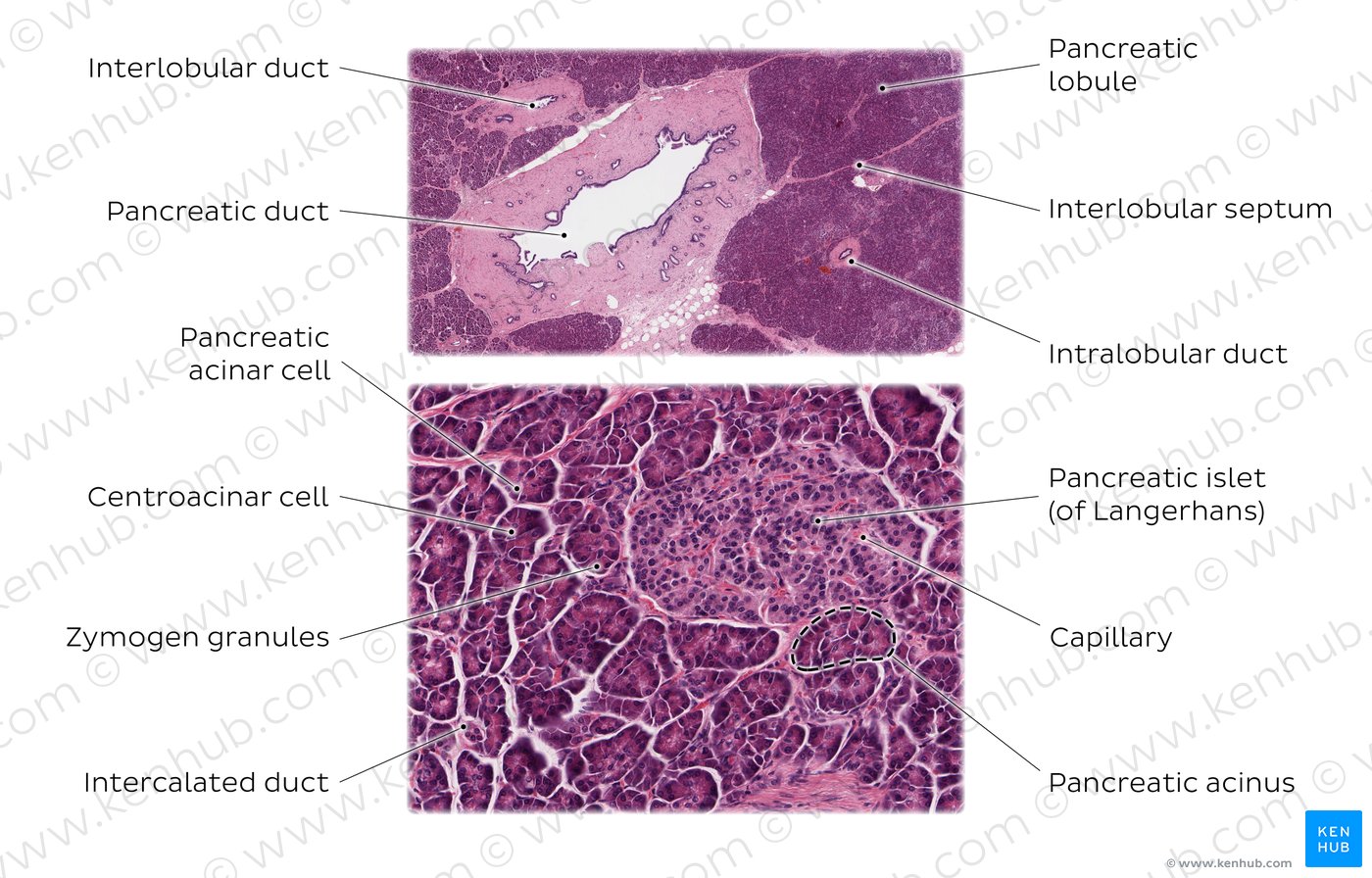Pancreas. Stain: H&E. Top: Medium magnification. Bottom: High magnification.