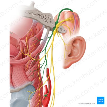 Glossopharyngeal nerve (Nervus glossopharyngeus); Image: Paul Kim