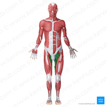 Compartimento femoral medial (Musculi medialies (adductores) femoris); Imagen: Irina Münstermann