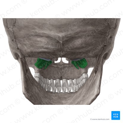 Pterygoid process of sphenoid bone (Processus pterygoideus ossis sphenoidalis); Image: Yousun Koh