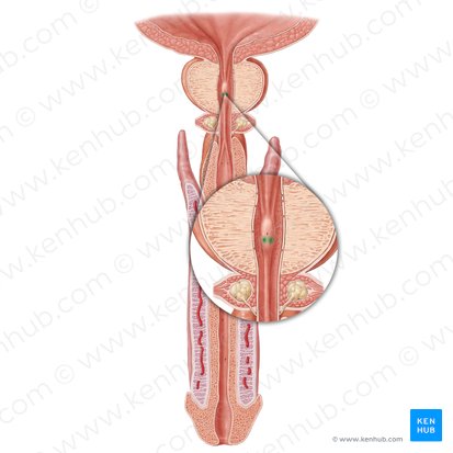 Orificio del conducto eyaculador (Ostium ductus ejaculatorii); Imagen: Samantha Zimmerman