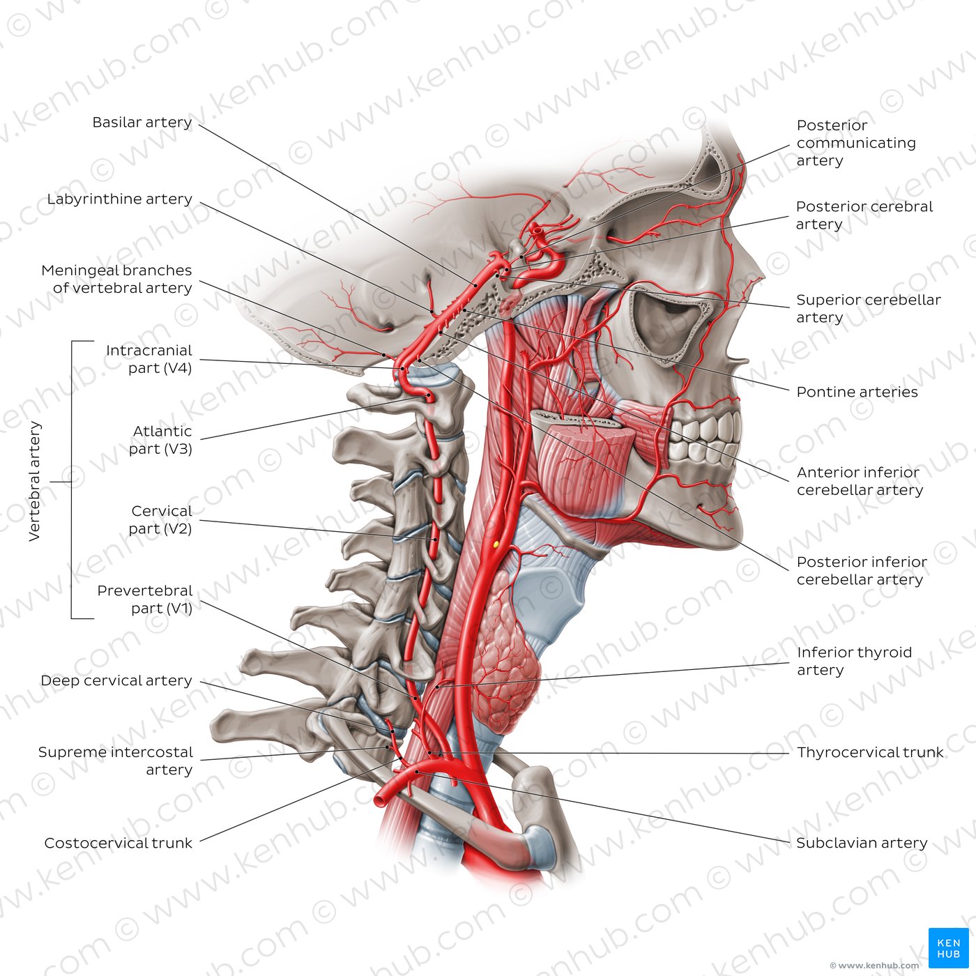 Arteries of the head and neck: Vertebral artery (diagram)