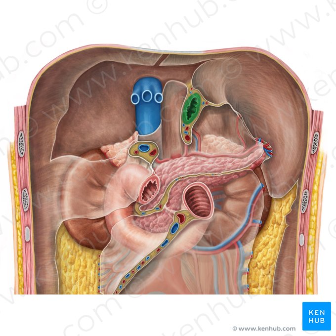 Esophagus (Oesophagus); Image: Irina Münstermann