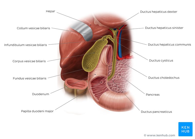 Anatomie des Gallengänge und der Gallenblase - Ansicht von anterior