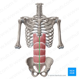 Abdominal wall: Layers, muscles and fascia | Kenhub