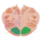 Fibrae corticonucleares