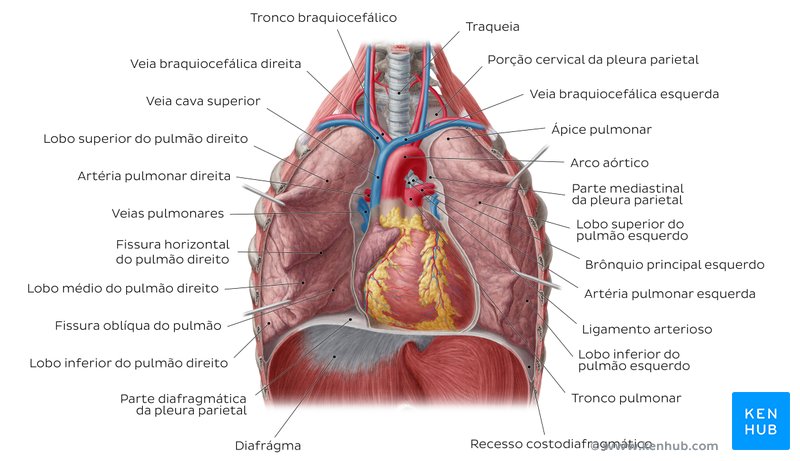 Diagrama dos pulmões in situ