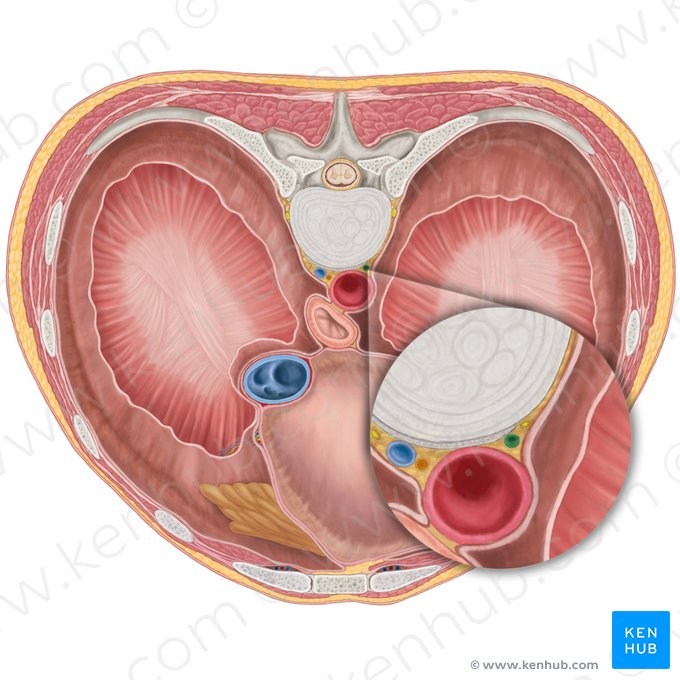 Hemiazygos vein (Vena hemiazygos); Image: Brendon Farley