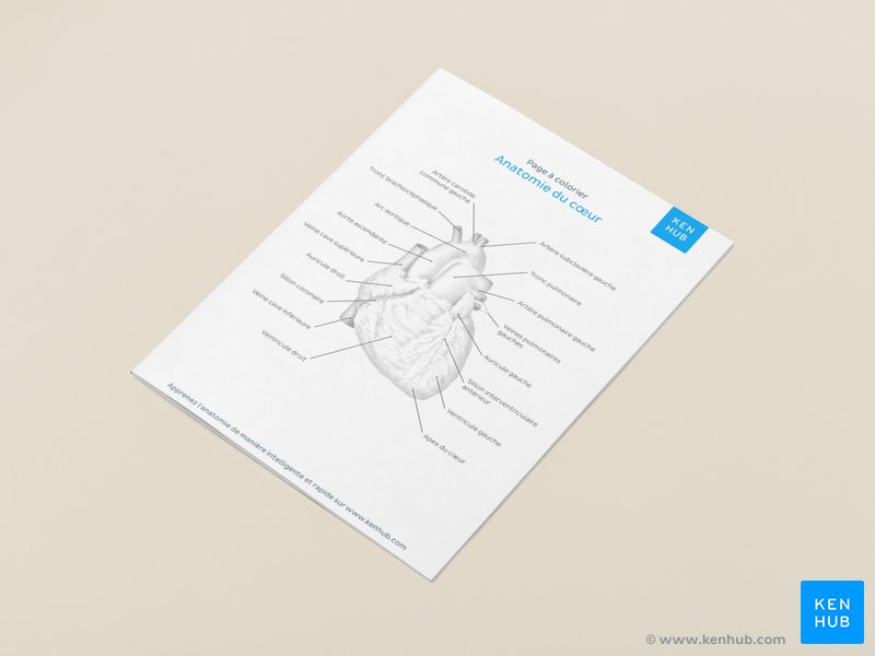 Apprenez l'anatomie de manière plus agréable avec nos pages à colorier gratuites disponibles en téléchargement ci-dessous.