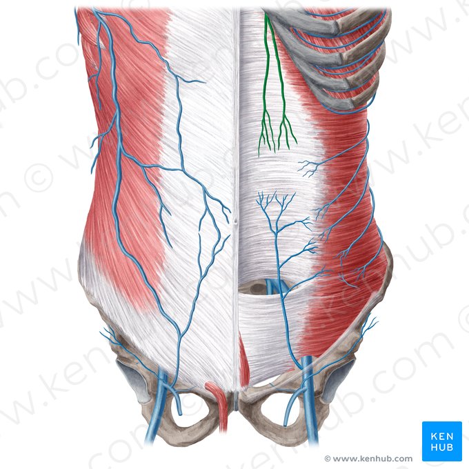 Vena epigástrica superior (Vena epigastrica superior); Imagen: Yousun Koh