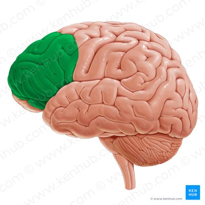 Region lateral de la corteza prefrontal (Regio lateralis corticis prefrontalis); Imagen: Yousun Koh