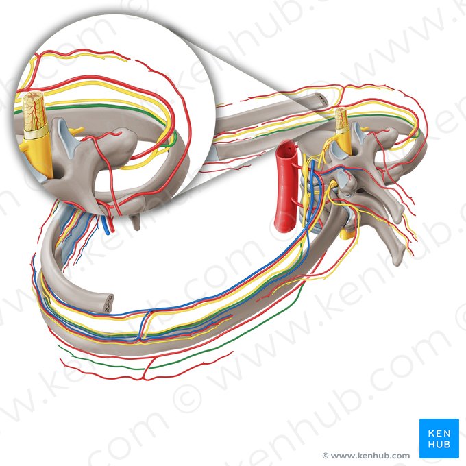 Ramus collateralis arteriae intercostalis posterioris (Seitenast der hinteren Zwischenrippenarterie); Bild: Paul Kim