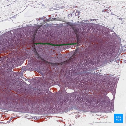 Unión corticomedular (Junctio corticomedullaris); Imagen: 