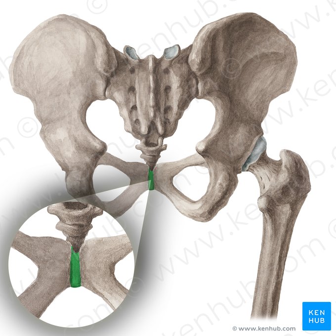 Sínfise púbica (Symphysis pubica); Imagem: Liene Znotina