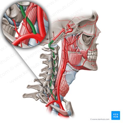 Artéria vertebral (Arteria vertebralis); Imagem: Paul Kim