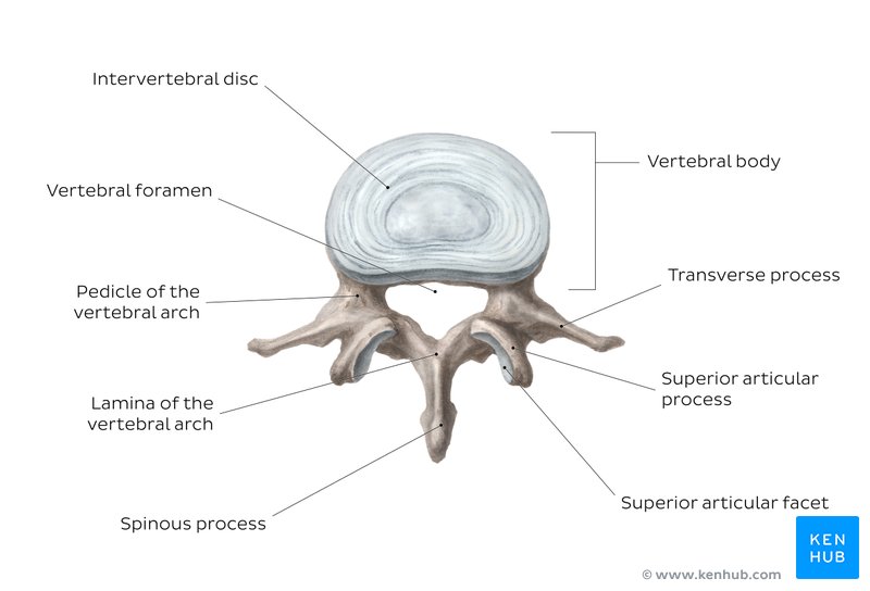 Typical vertebra